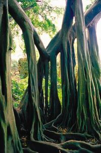 Bearded fig tree roots